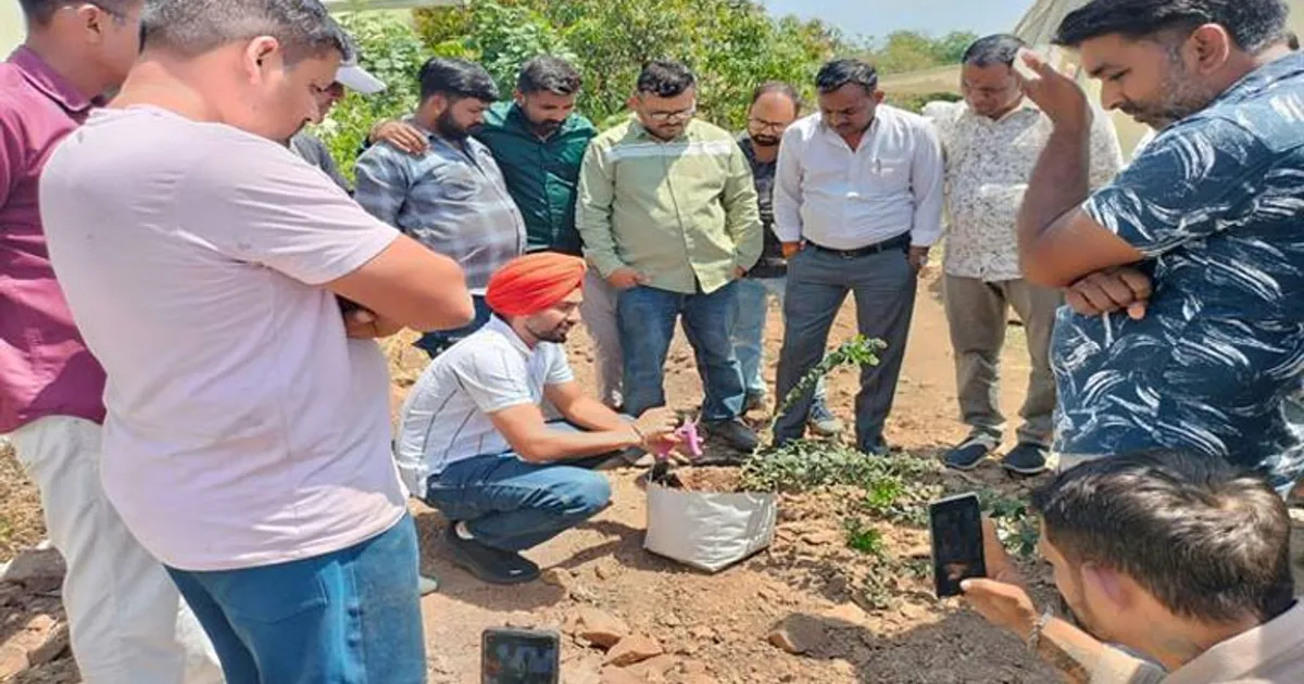 Развитие выращивания голубики в Индии и опыт США