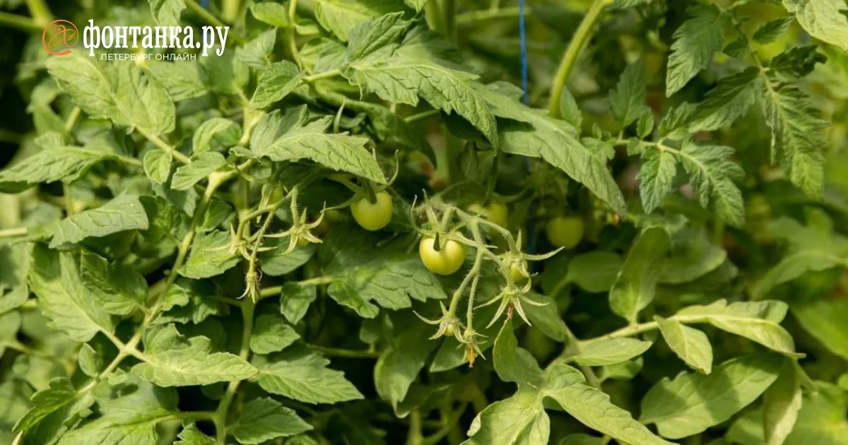 Пикировка томатов 2026: когда и как пересаживать рассаду