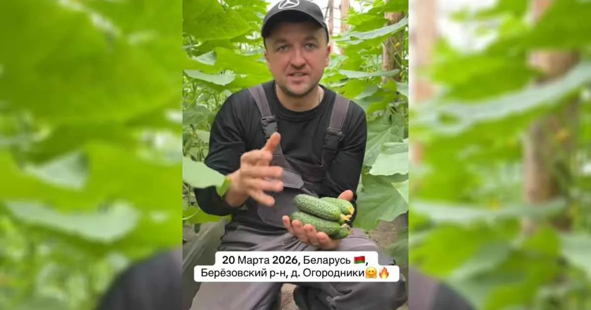 Белорусский фермер вырастил первые огурцы 2026 года