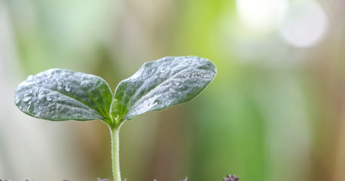 ABRATES выпустила бесплатный справочник по патологии семян