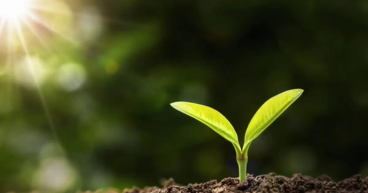 ABRATES выпустила бесплатное руководство по патологии семян