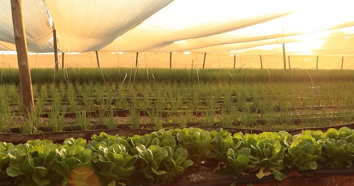 Итоги исследования программы Farming for the Future в ЮАР