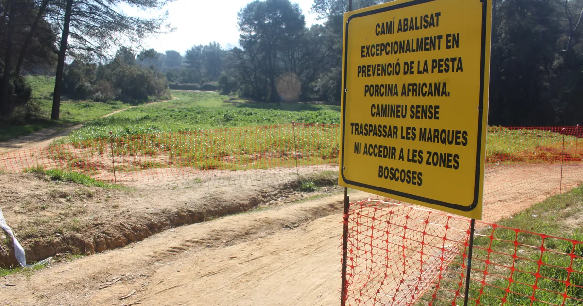 АЧС в Испании: вирус у диких кабанов выявили в 8-м муниципалитете