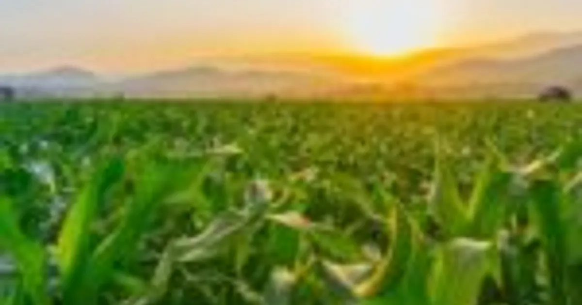 ADAMA: улучшение рентабельности и денежного потока в 2025 году