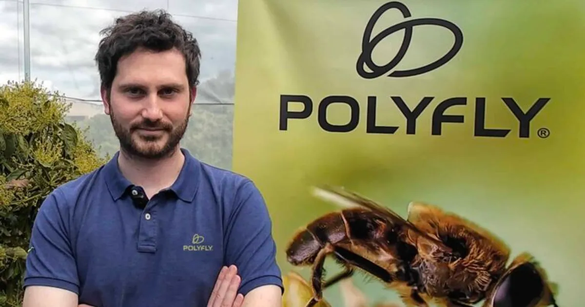 Как Polyfly использует мух-журчалок для опыления