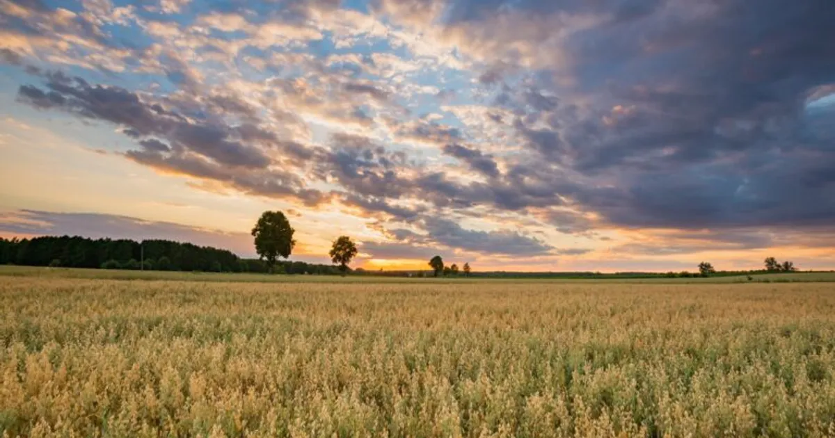 Будущее исследований в сельском хозяйстве Канады: уроки для России