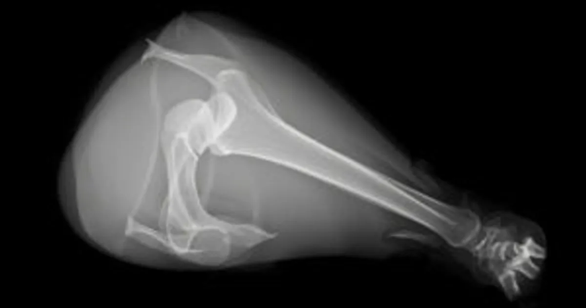 ИИ по рентгену ускорит отбор несушек с крепкими костями