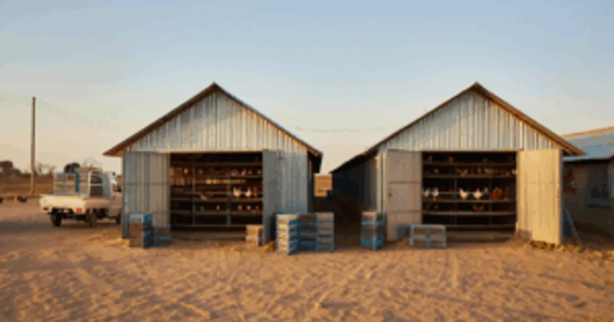 Ангола: рост отечественного птицеводства в 2026 году