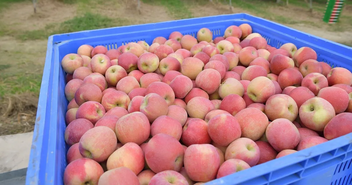 Яблоки поступают в порты, основные терминалы работают