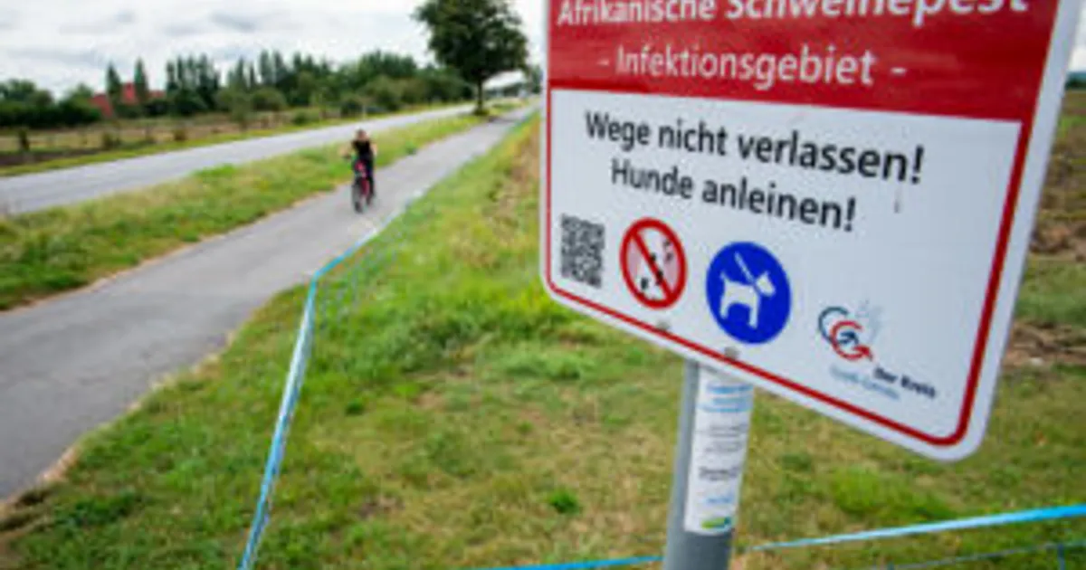 Как вирус АФС ускользает от заграждений: 4 пути