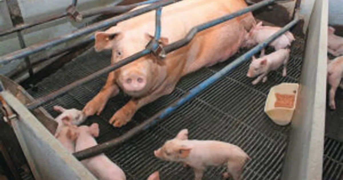 Что ждет животноводство в следующей паритете?