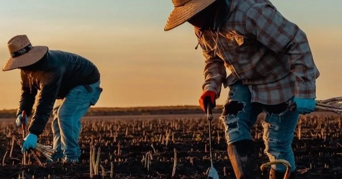 Производители спаржи столкнулись с нехваткой периода покоя