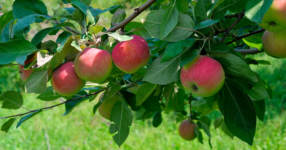 Австралия финансирует исследования по засухоустойчивости яблонь и вишни