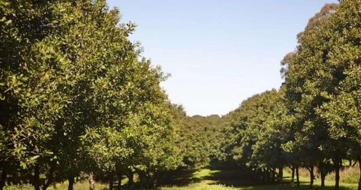 Наводнения и дефицит топлива ударили по макадамии в Австралии