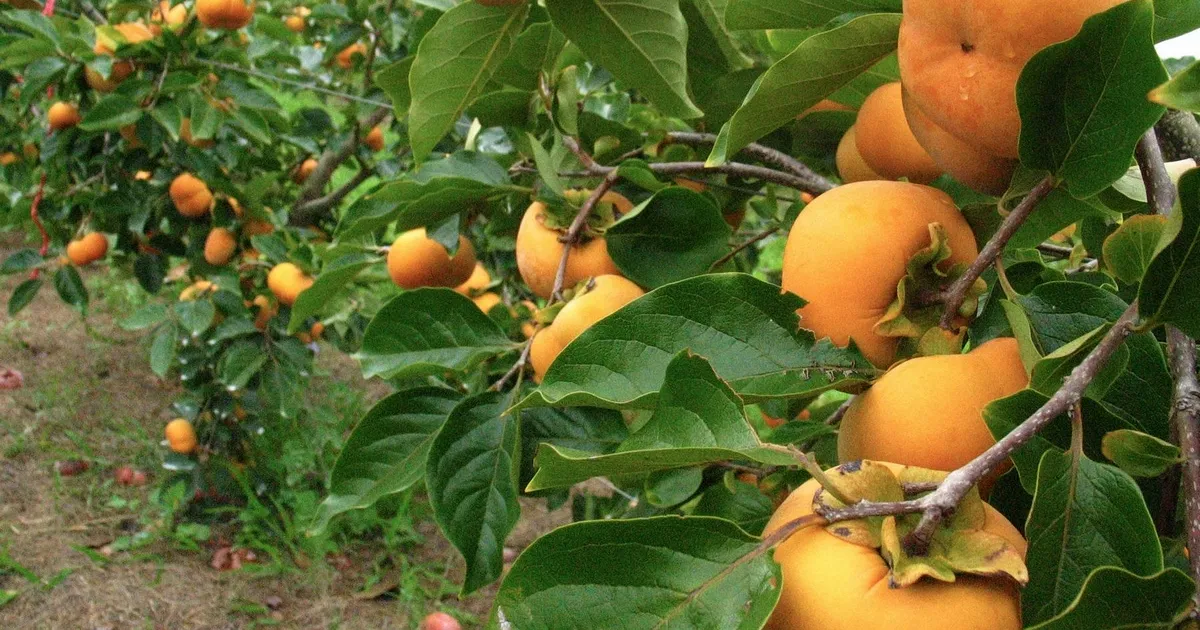 Сезон австралийской хурмы: сбор урожая с марта по июнь
