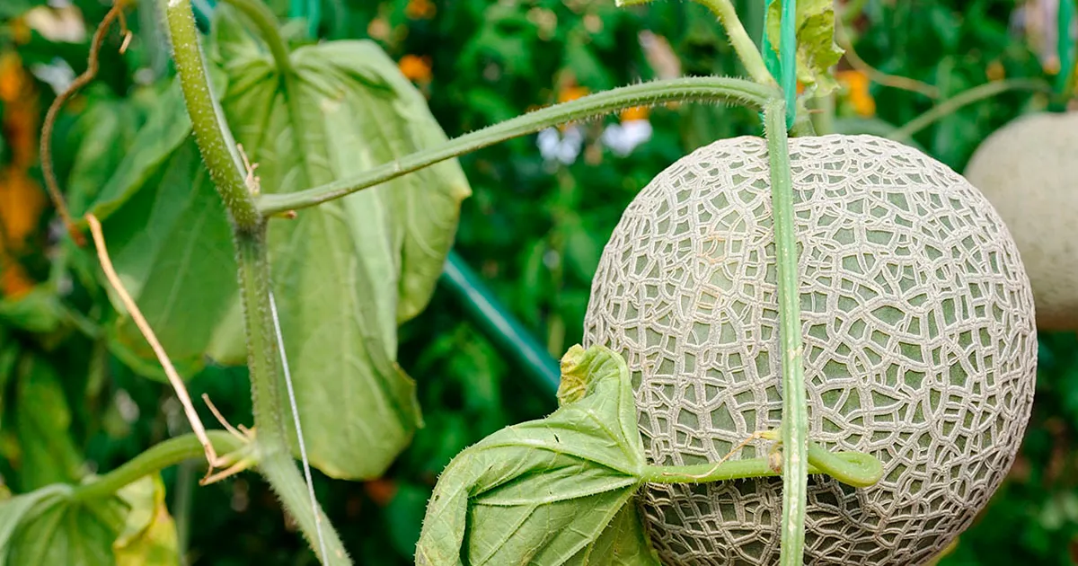 Сильные дожди нанесли ущерб урожаям в Австралии