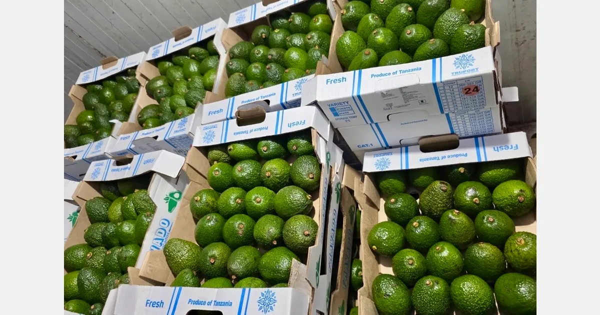 Авокадо из Танзании в Индию: сезон стартовал уверенно
