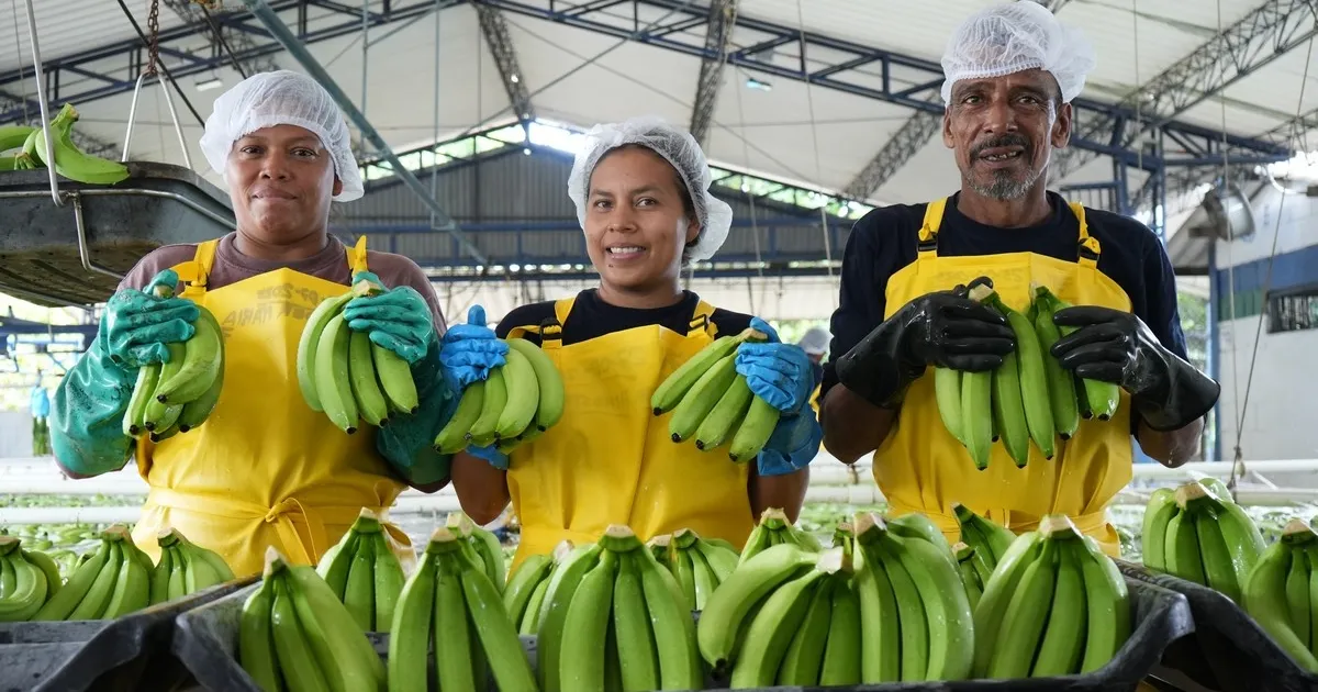 Бананы — единственный фрукт без роста цен за 20 лет