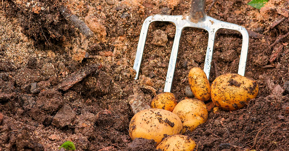 Фермеры Бангладеш ждут богатый урожай картофеля при хорошей погоде