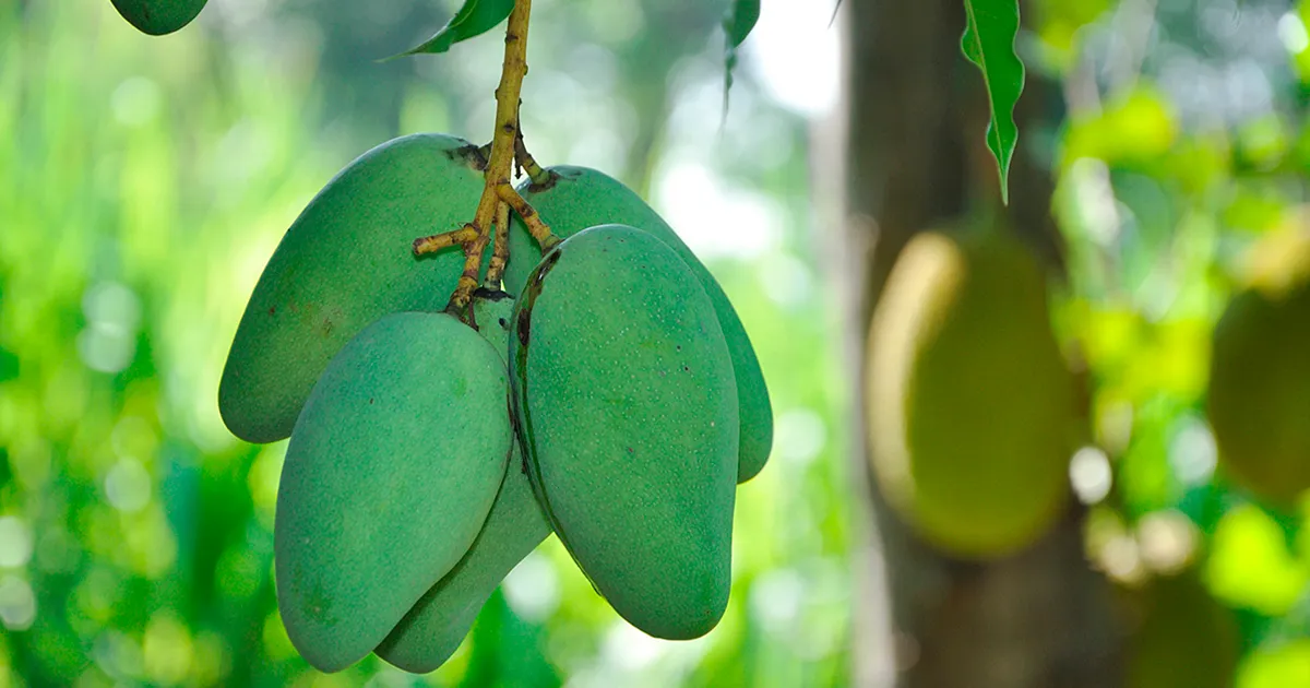 Град уничтожил урожай манго в Белагави, цены могут вырасти