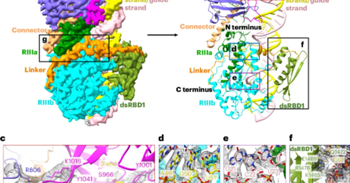 Биогенез siRNA у растений: как DCL4 и DRB4 выбирают длинную РНК