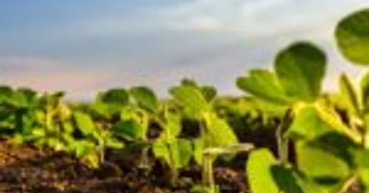 6 главных трендов рынка биостимуляторов к 2026 году