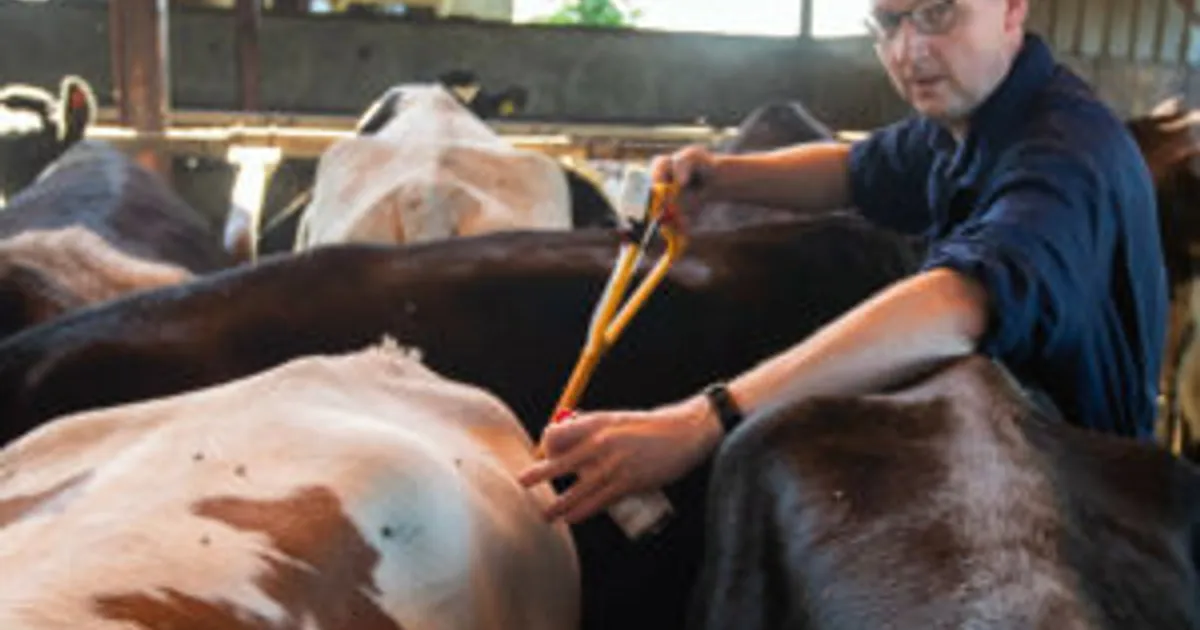 Синий язык у телёнка в Германии у границы с Нидерландами