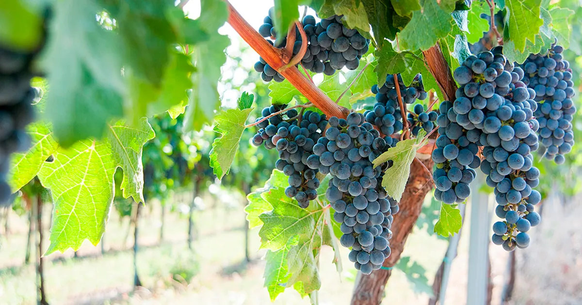 Новые рекомендации по удобрениям для виноградников в Бразилии