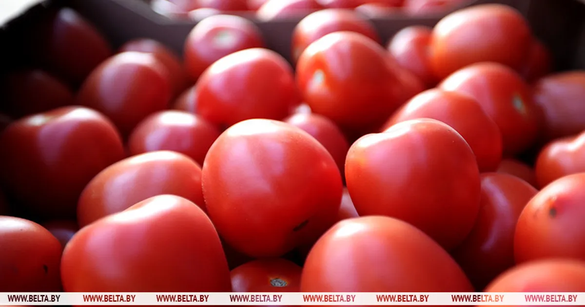 "Будут выращивать помидоры, огурцы, клубнику". Инвестор из КНР построит тепличный комплекс в Оршанском районе