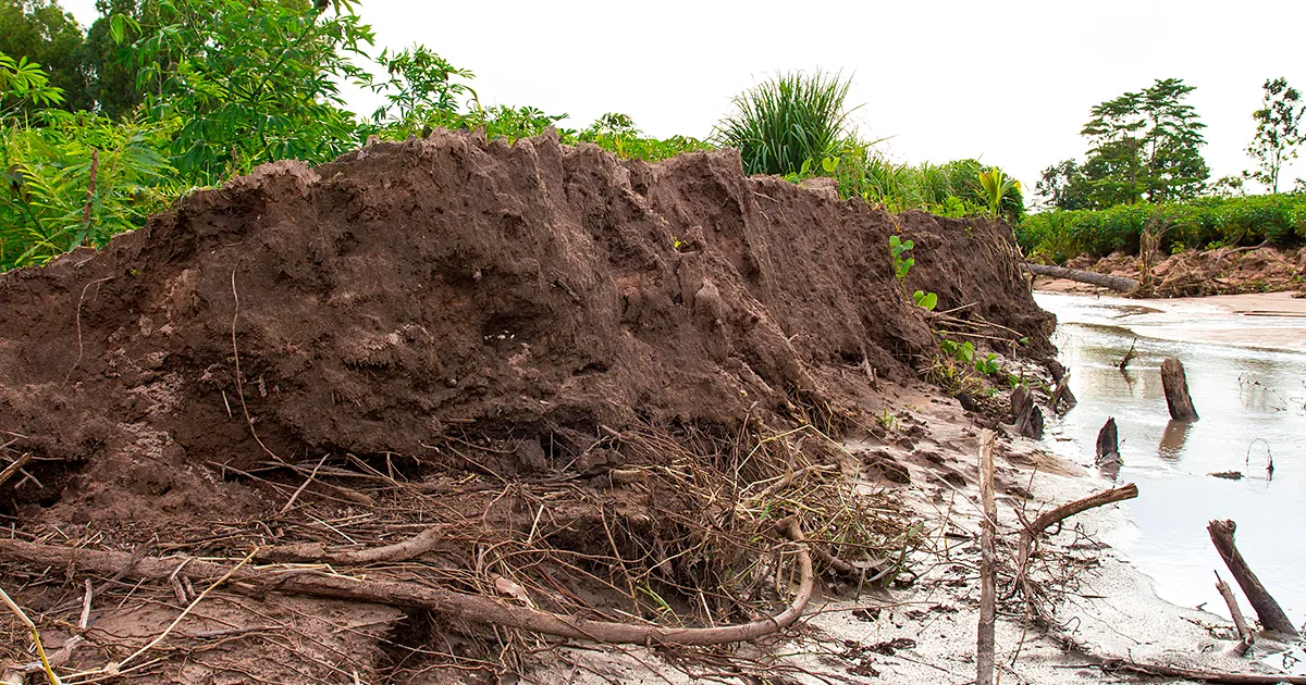 Угроза наводнений для выращивания макадамии и сладкого картофеля в Бундаберге