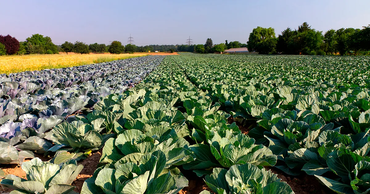 Избыток капусты в Турции: урожай гниет на полях