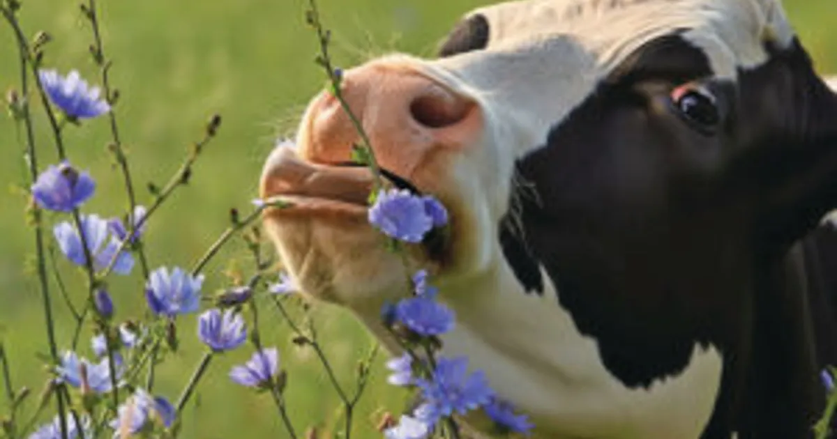 Цикорий снижает метан у коров и сохраняет надой