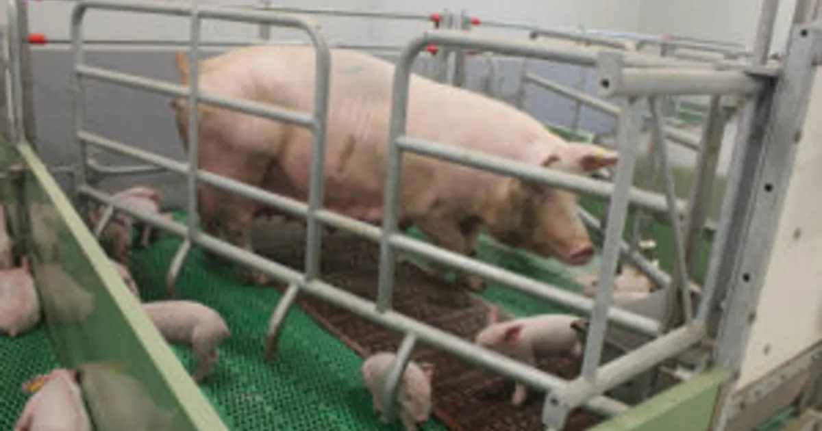 Канада разрешила использование свиней, устойчивых к PRRS