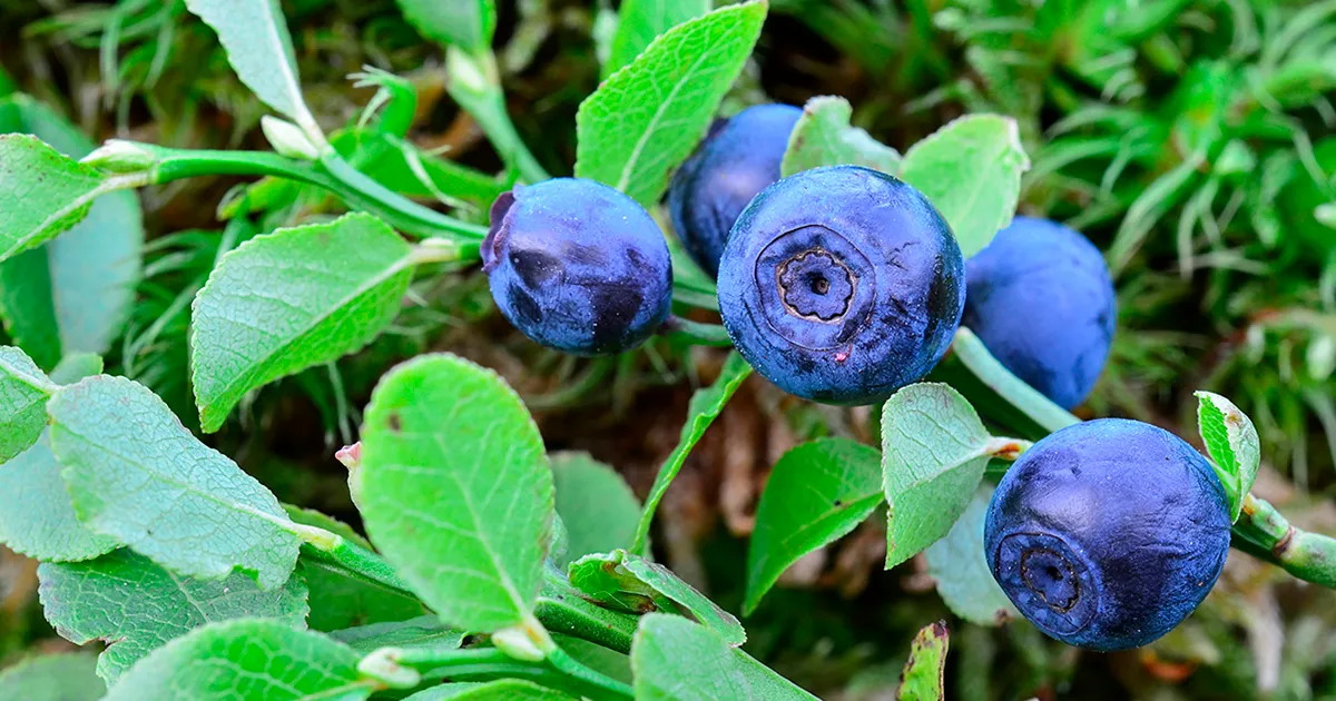 Экспорт чилийской черники вырос на 2,7% благодаря новым сортам