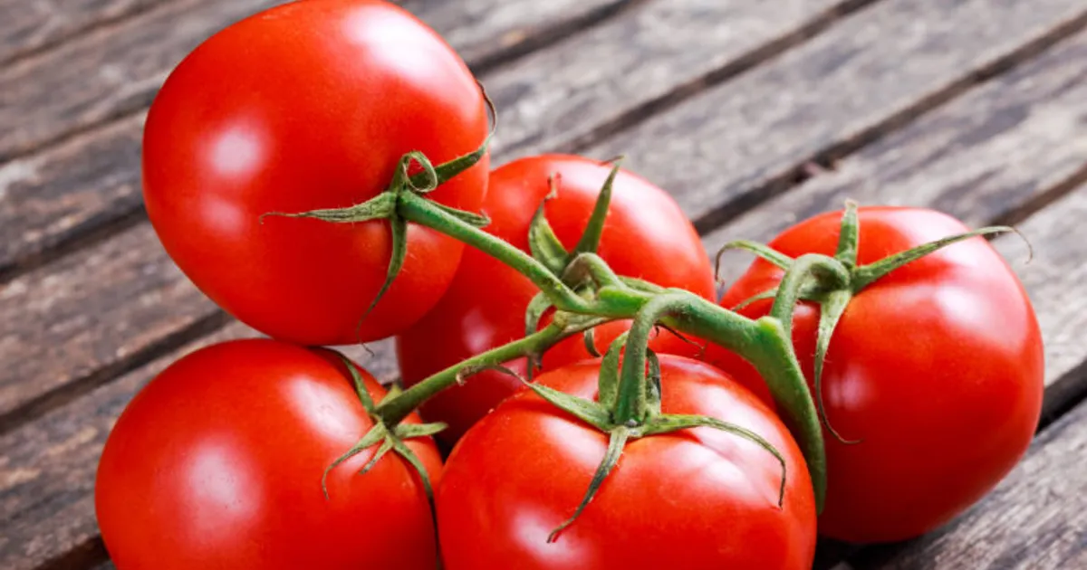Чилийские учёные увеличили антиоксиданты в томатах