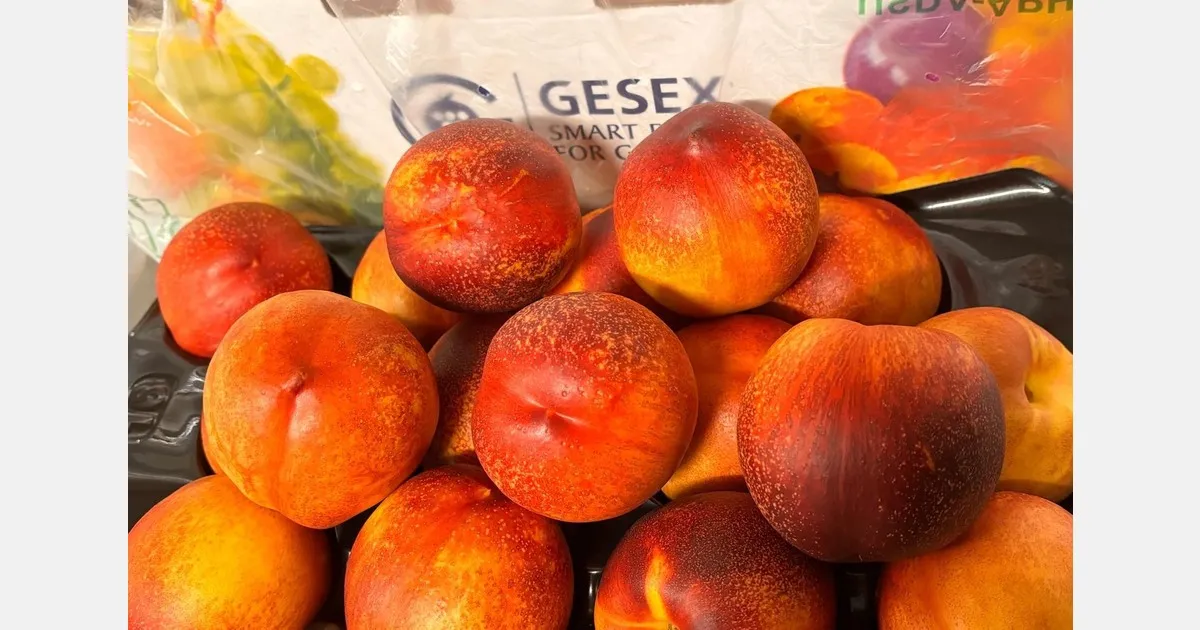 Чилийские косточковые: сезон завершится к 14-й неделе с высоким качеством