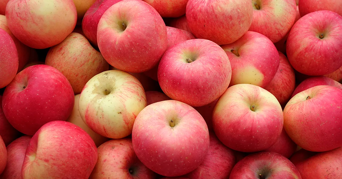 Китайский урожай яблок превышает 51 млн тонн, растут экспортные объемы