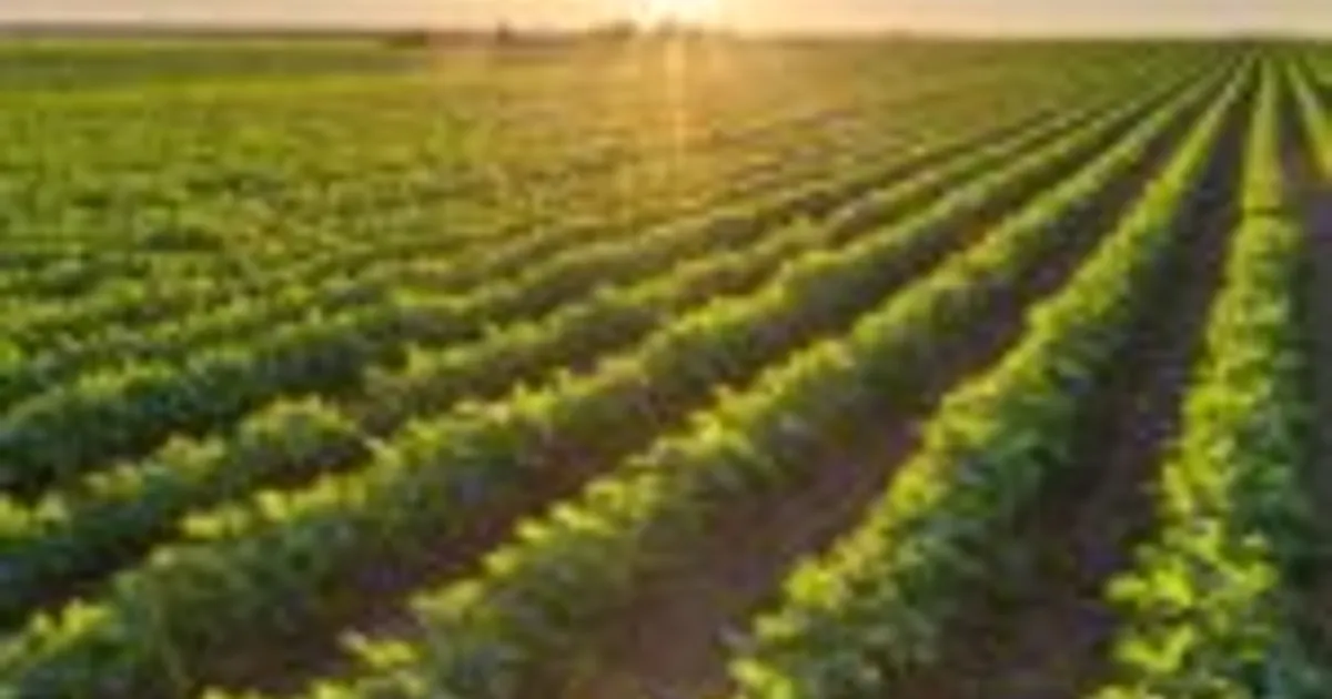 Хлорпирифос и генерик: что важно знать агроритейлерам