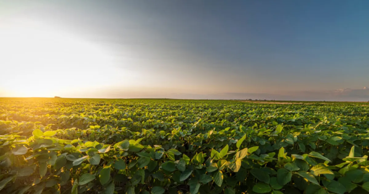 Бразильские ученые разработали платформу ИИ для прогнозирования азиатской росы на сою