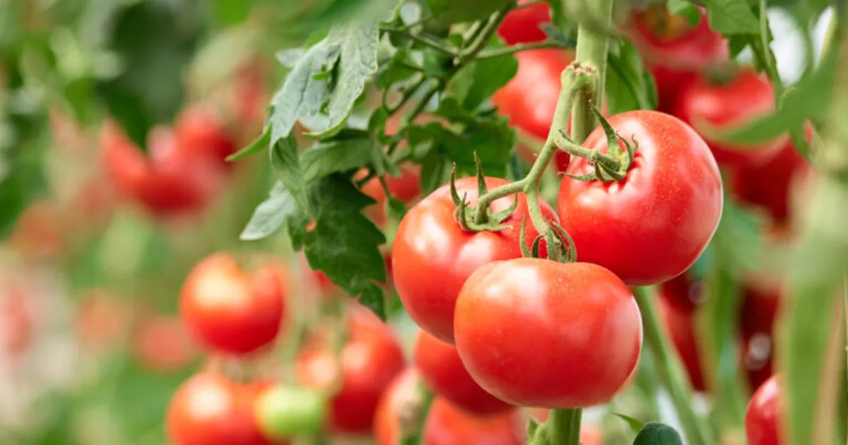 Учёные из Чили увеличили антиоксиданты в томатах