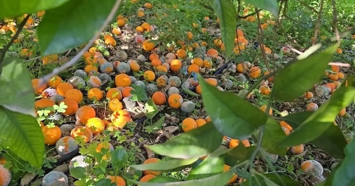 В Сицилии урожай цитрусовых упал до 70% из-за циклонов