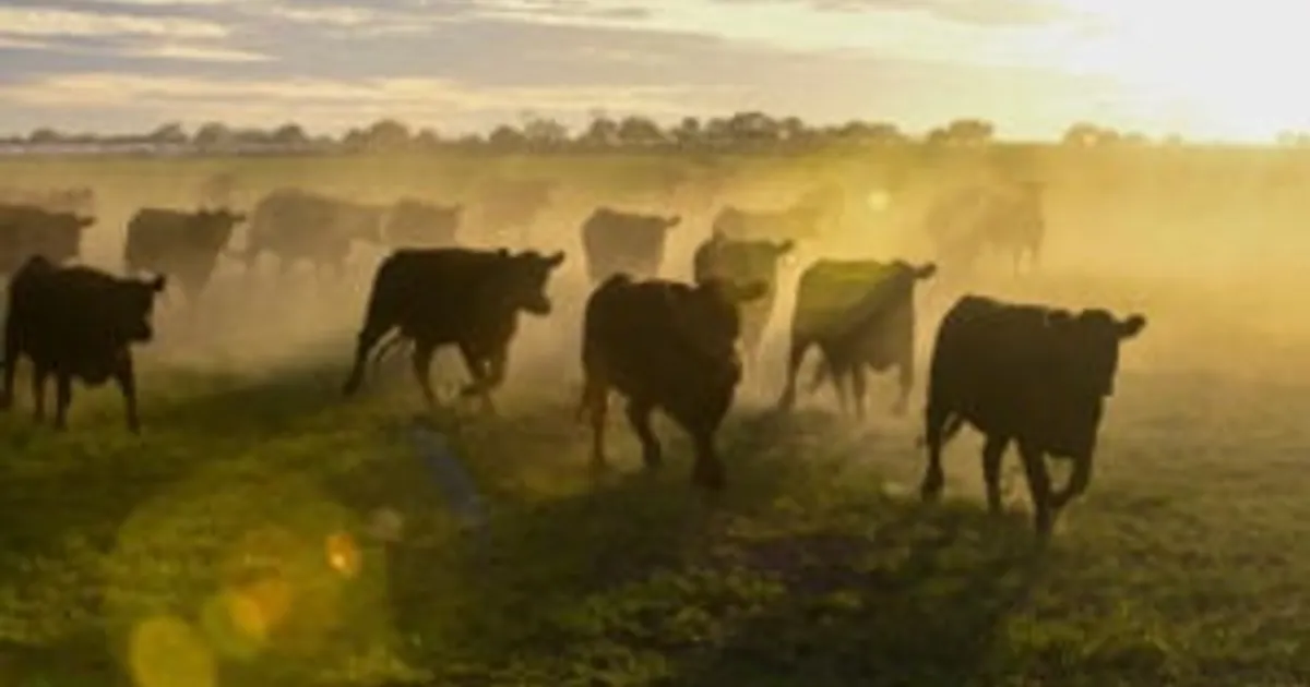 Программа софинансирования развивает выпас КРС в Айове