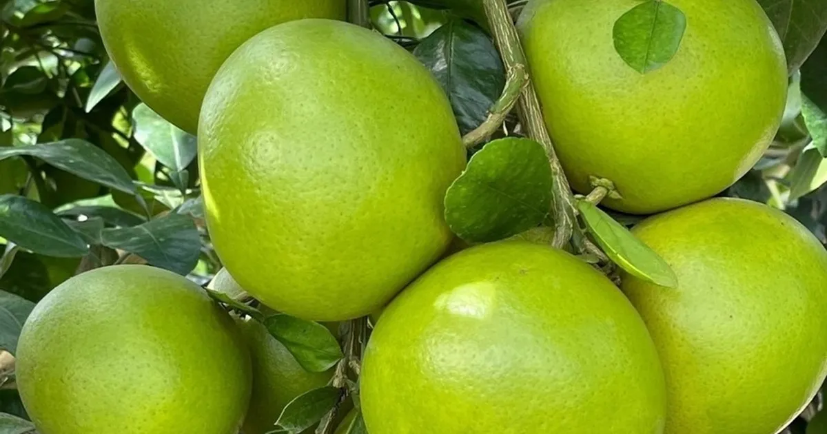 Поставки грейпфрутов из Флориды продолжаются