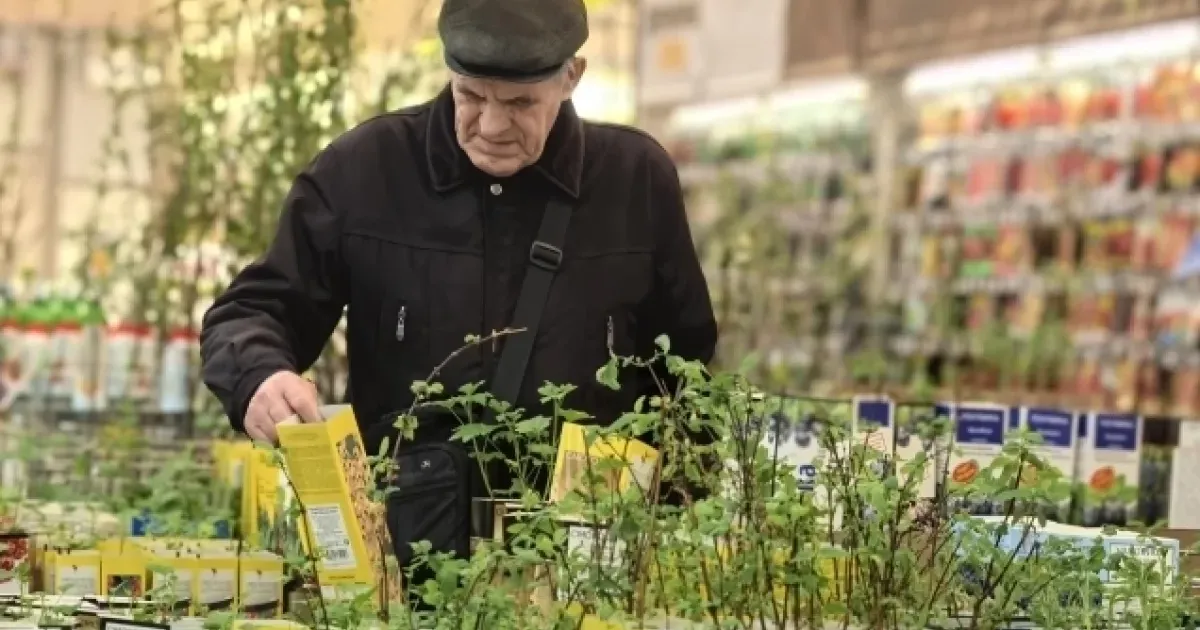 Секреты крепкой рассады от опытного садовода