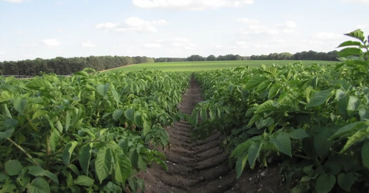 День демонстрации на ферме Elveden: почвы и вода