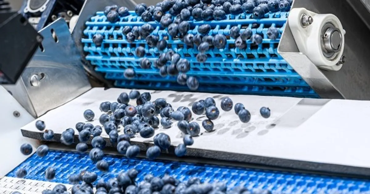 Сезон голубики стартует при сниженных объёмах