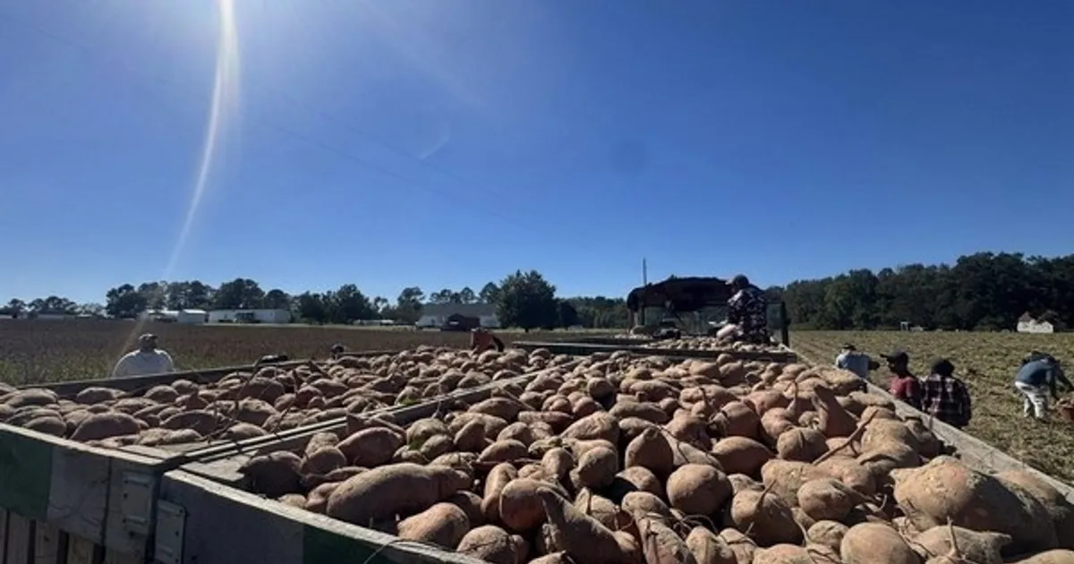 Спрос на картофель-свеклу растёт в Новом Воронеже