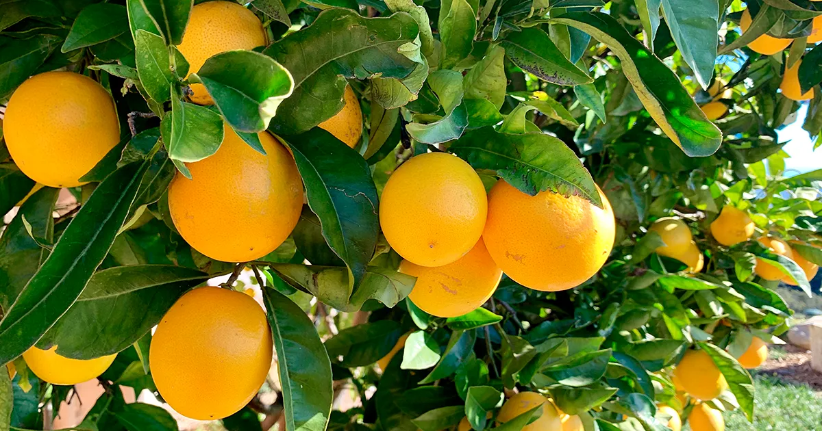 Египет экспортировал более 2,2 млн тонн цитрусов в 2025 году