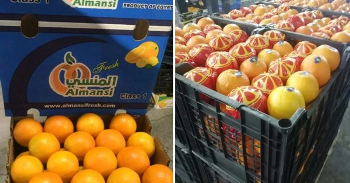 Экспорт апельсинов из Египта в Азию и Голф через альтернативные пути