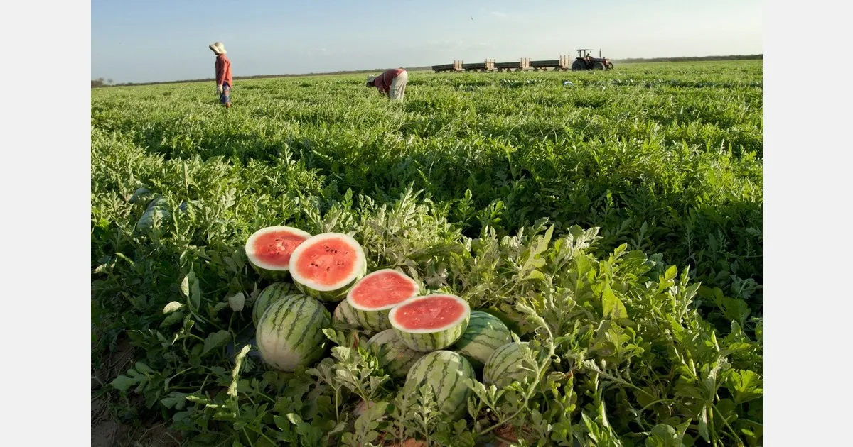 Экспорт арбузов и авокадо из Бразилии растёт: рекорд и планы